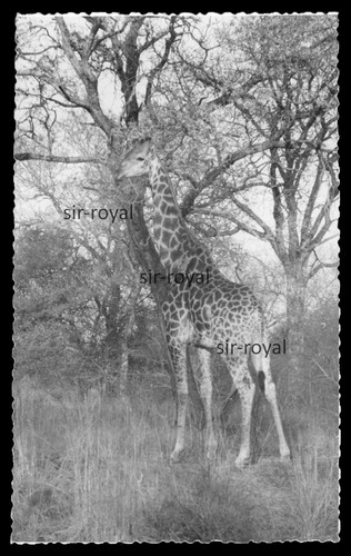 Giraffa 1947 nel - , parco